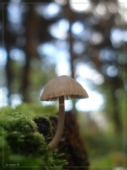 森林野生小蘑菇图片