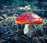 红色野蘑菇图片