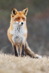 赤狐图片