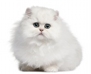 白色萌猫可爱图片