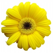 黄色鲜花图片