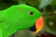 翠绿色鹦鹉图片