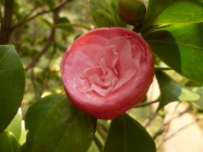 野生山茶花图片