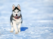 雪橇犬图片