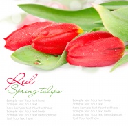 红色郁金香背景图片