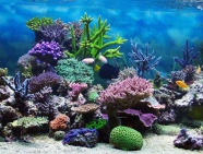 唯美海底世界图片