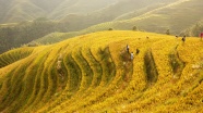 黄色梯田图片
