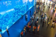 迪拜购物中心水族馆图片素材