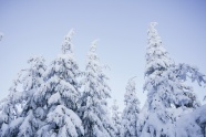 雪树图片