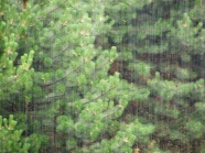 雨中美景图片