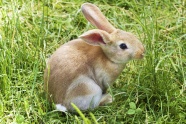 草地灰兔子图片