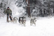 雪橇犬拉雪橇的图片