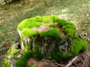 苔藓植物图片