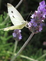 白色粉蝶图片