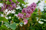 淡紫色丁香花图片