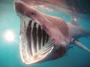 带着钢牙的大鲨鱼图片