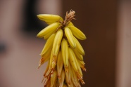 黄色芦荟花图片