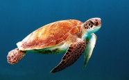 海龟的图片