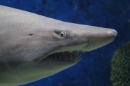 高清鲨鱼图片