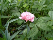 粉色康乃馨花的图片