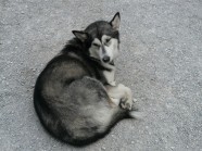 黑色西伯利亚雪橇犬图片