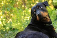 黑色罗威纳犬图片