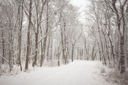 雪林图片