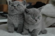 灰色猫咪图片