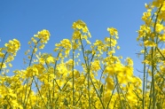 黄色油菜花朵图片