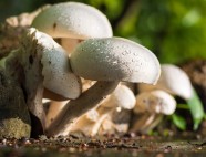 野生白蘑菇图片