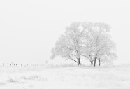 冬天雪地树木图片