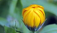 黄色菊花花苞图片
