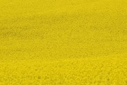 黄色花海背景图片