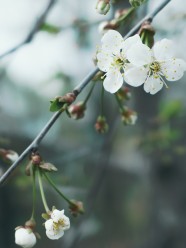 白花花枝图片