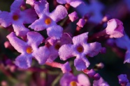 淡雅紫色小花图片