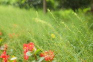 野生花草图片