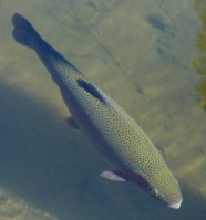 野生虹鳟鱼图片