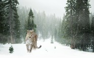 雪中豹子图片