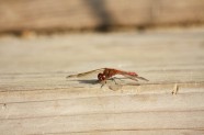 红色小蜻蜓图片