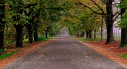 秋天树木道路图片