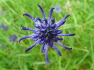 野生蓝色花朵图片