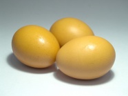 黄色鸡蛋图片