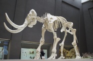 猛犸象骨架图片