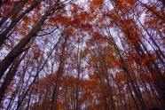 深秋树林图片