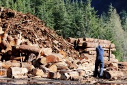 伐木工人图片
