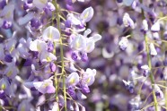 紫藤花穗图片