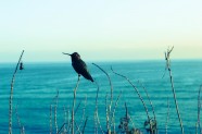 海边蜂鸟图片