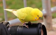 黄色可爱鹦鹉图片