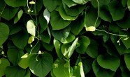 绿色藤蔓植物图片