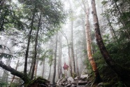 森林里的登山客图片